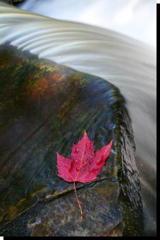 leaf